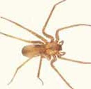 Brown Recluse Spider Bite