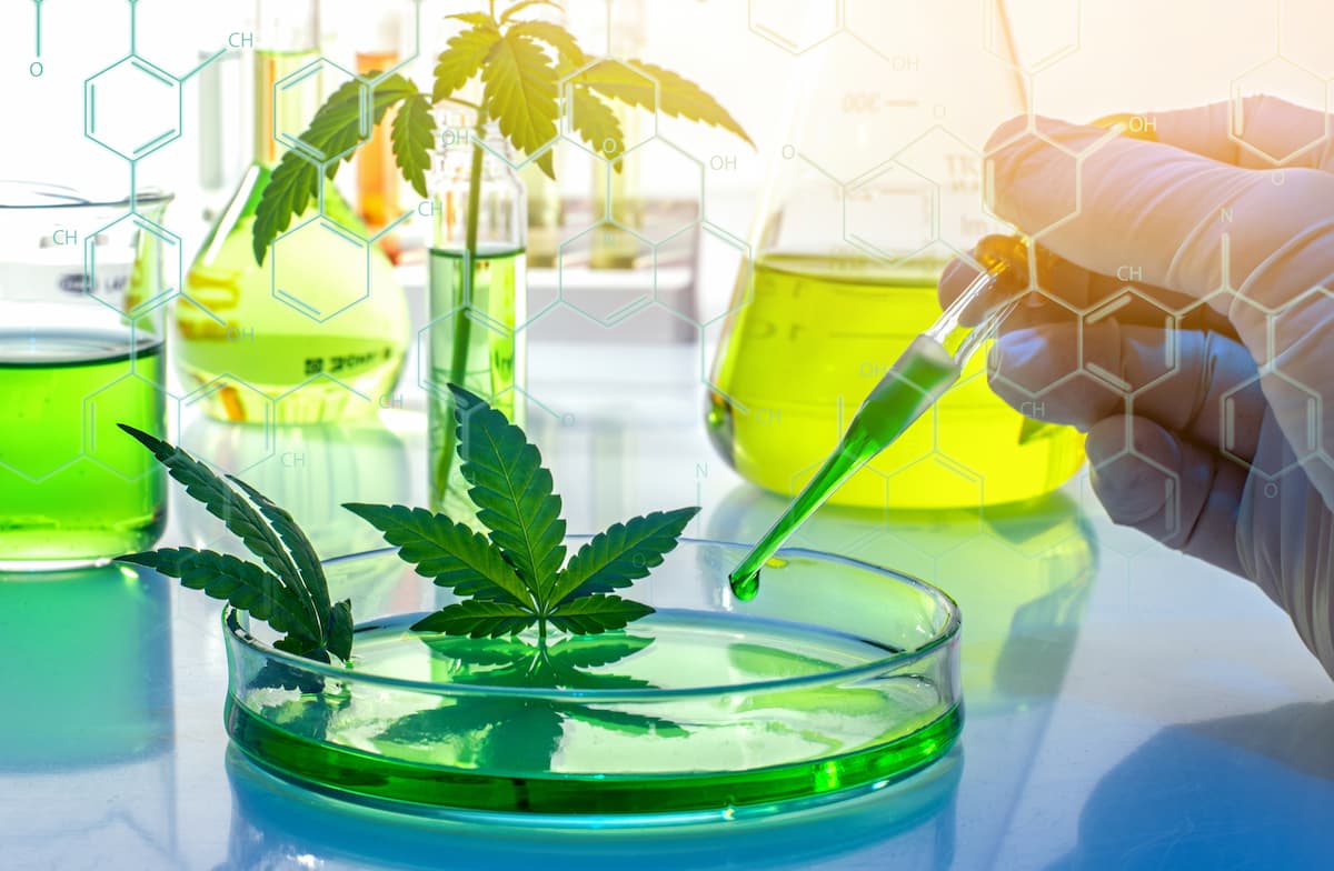FDA Clears Phase 2 Study of Cannabis for PTSD Treatment in Veterans / Image credit: ©Soru Epotok/AdobeStock