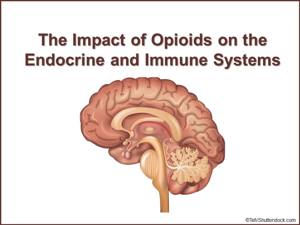 opioids, opioid impact, endocrine system, immune system