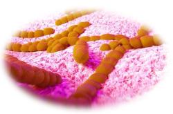 WHO: 1 in 6 Common Infections Now Drug-Resistant, AMR Threatens Global Health 