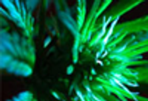 Medical Marijuana: Regulations Surrounding Its Use