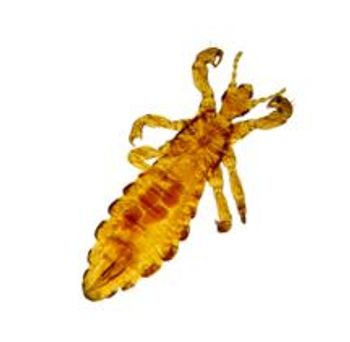 lice infestation is associated with iron deficiency anemia 