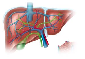 Persistent Pruritis and Progressive Fatigue in a 42-year-old Woman