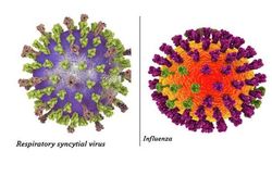 RSV Mortality Higher than for Influenza B 90 Days After Hospital Discharge: New Data 