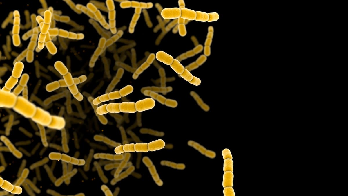 Streptococcus pneumonia bacteria cells. 