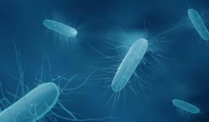 Clostridium difficile bacteria—Image credit: Artur | stock.adobe.com