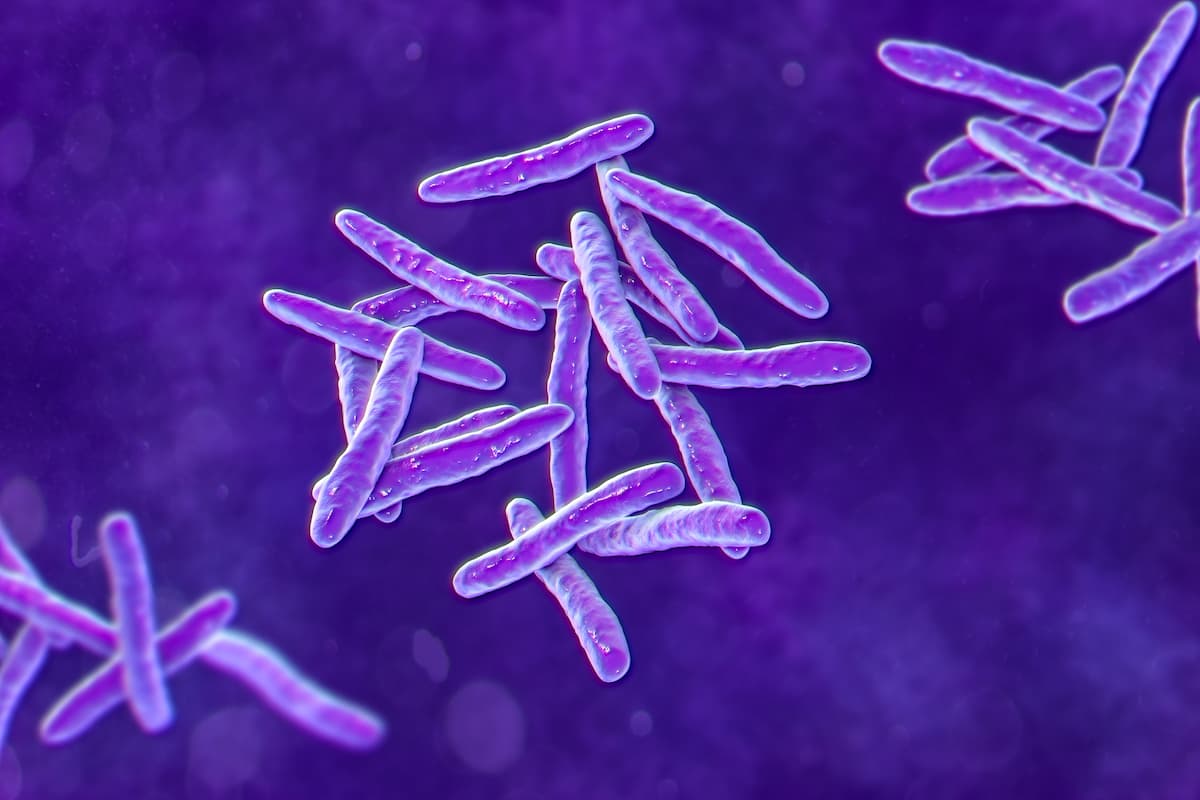 Mycobacterium tuberculosis bacteria, 3D illustration