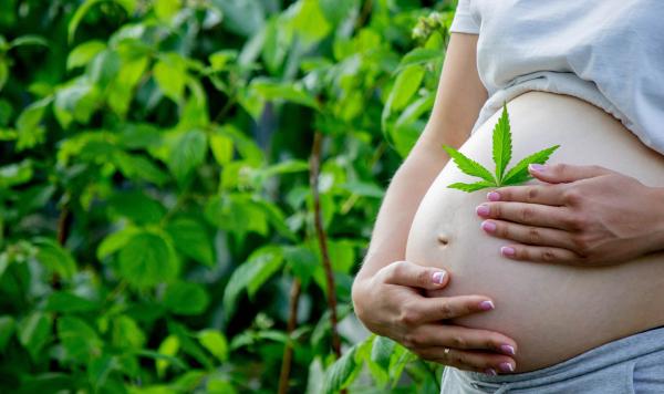 Harm Reduction Counseling for Cannabis Use in Pregnancy and Lactation