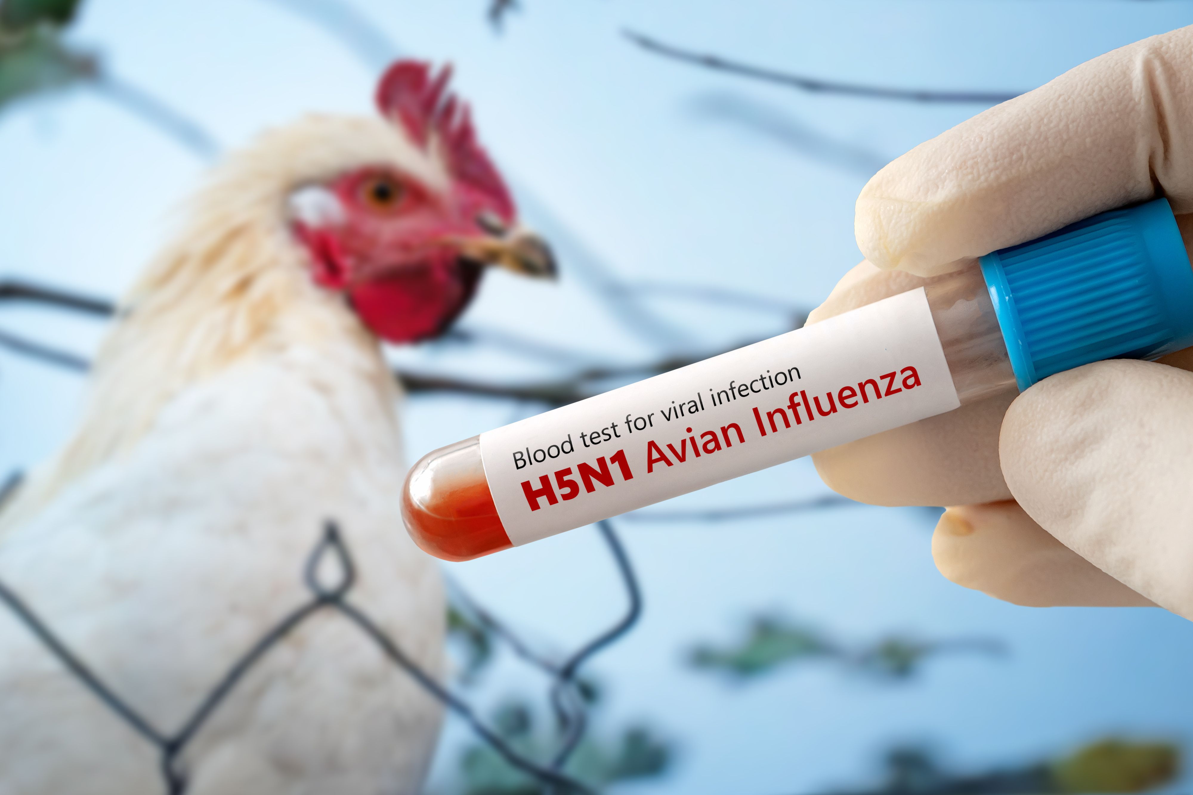 Blood test sample with H5N1 influenza | Image Credit: © diy13 - stock.adobe.com