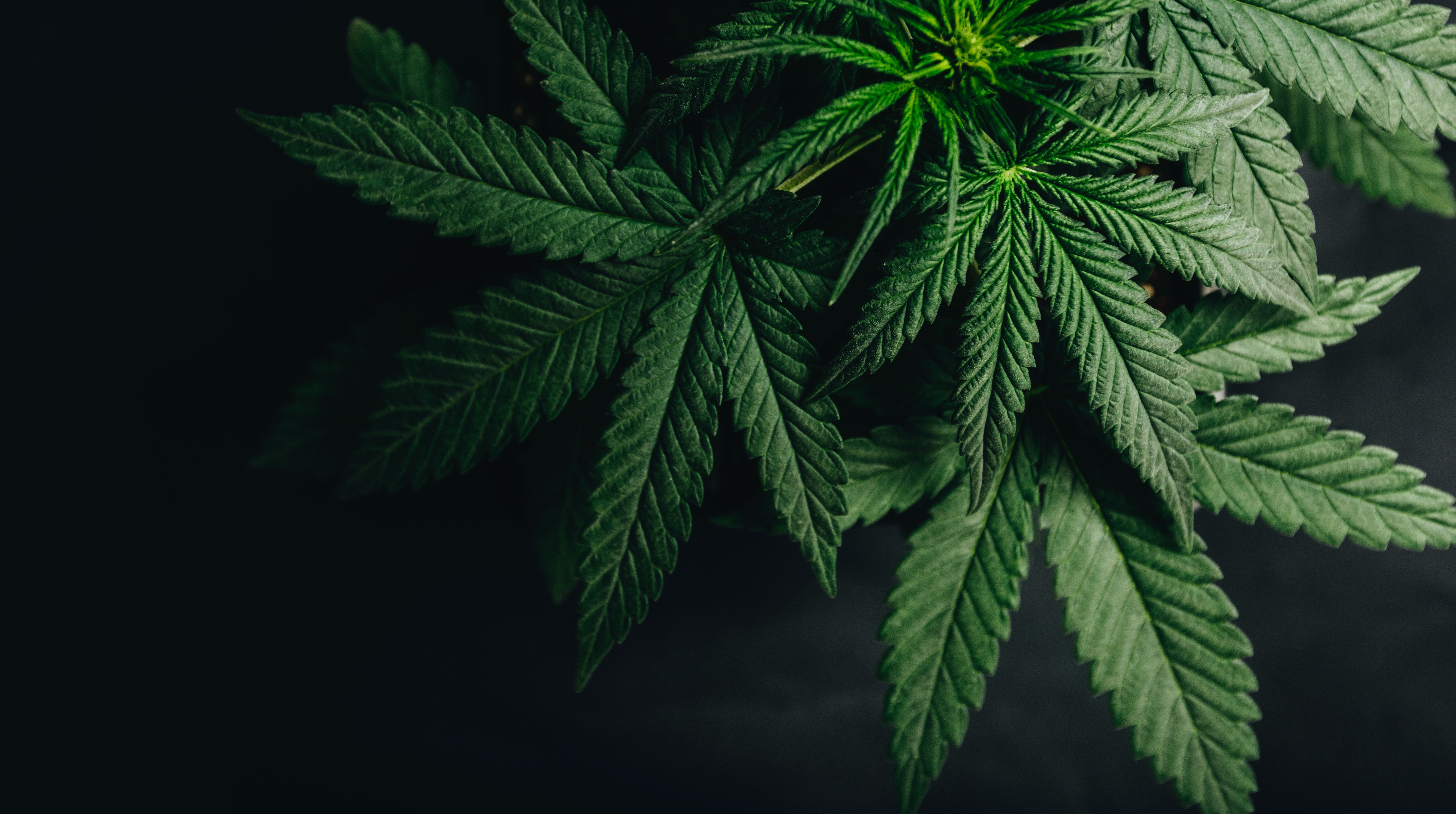 Pharmacists Facilitate Harm Reduction for Patients With Anxiety Using Cannabis
