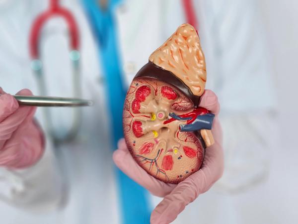 Medical professional holds kidney model to explain anatomy and function of organ