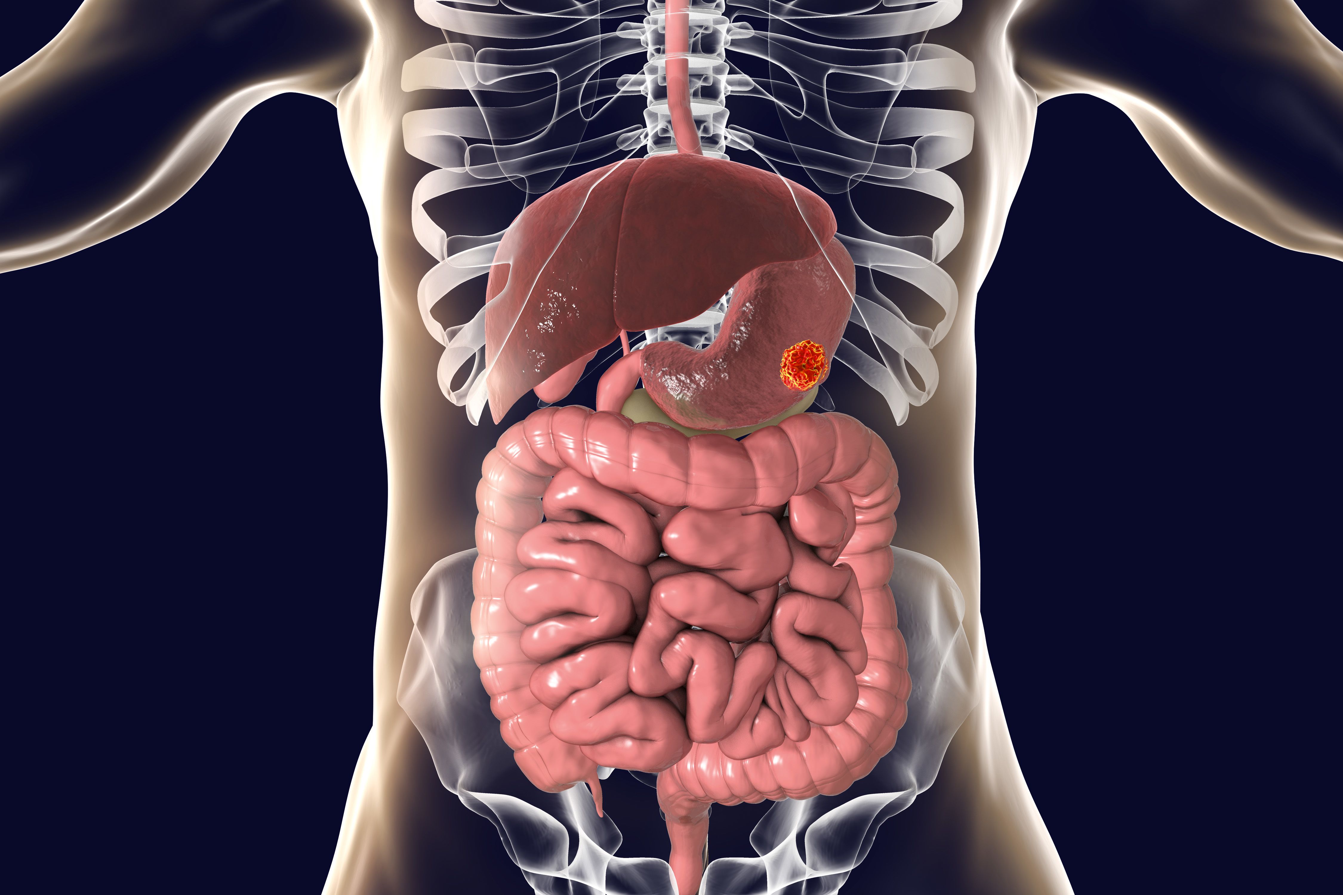 Органы желудок кишечник печень. Печень желудок кишечник. Расположение желудка в брюшной.