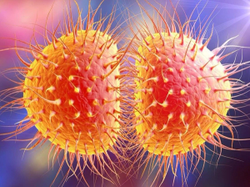 Pharmacy Clinical Pearl of the Day: Gonorrhea