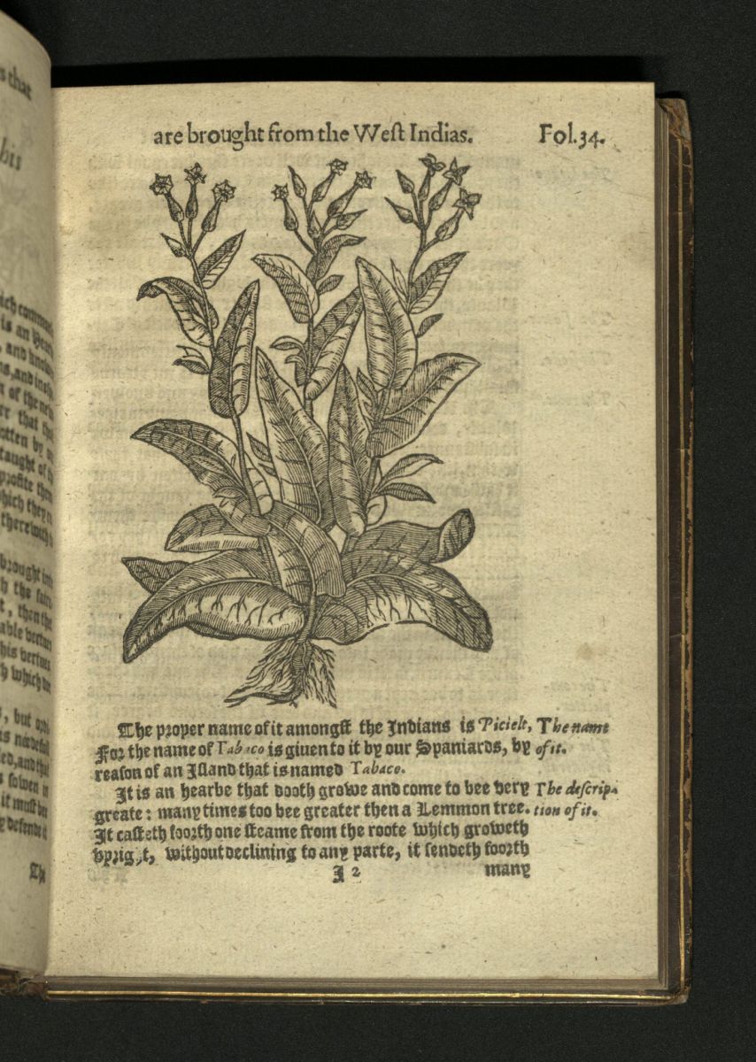 does tobacco cure cancer Fun Fact: What Disease Did a Physician in the 16th Century Believe Tobacco  Could Cure?
