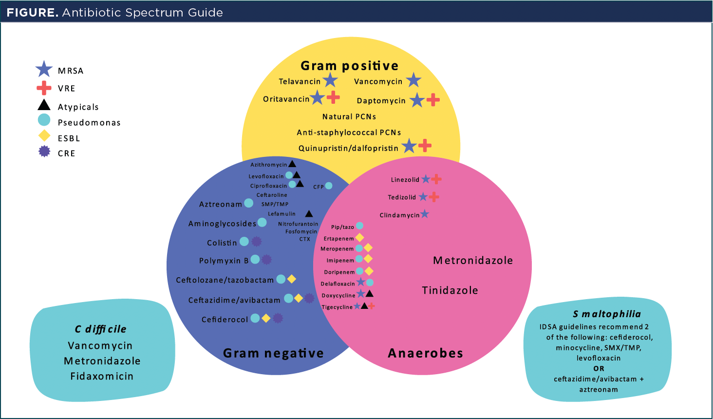 Pharmacists’ Role in Antibiotic Stewardship Understanding Spectrums to