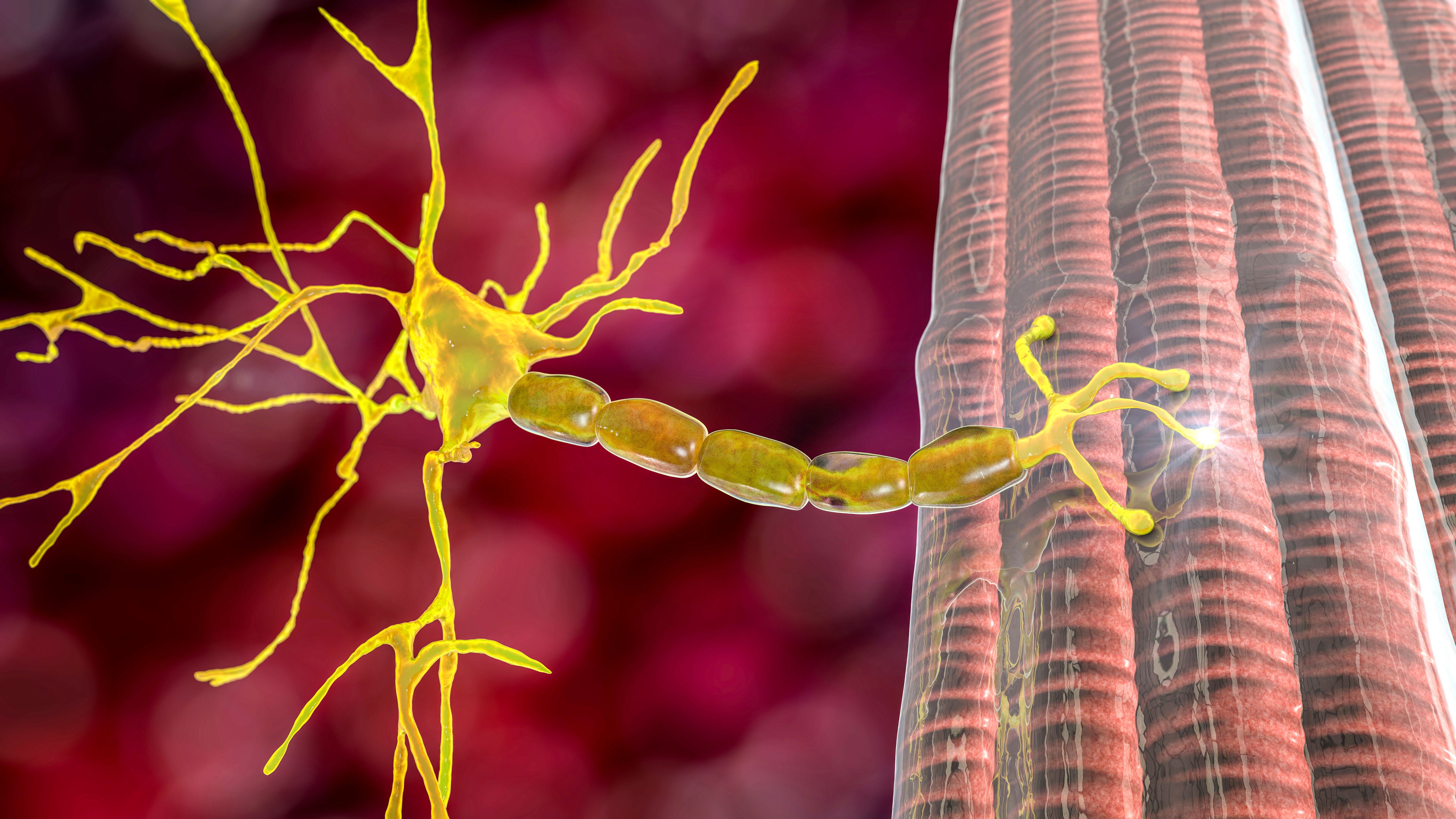 Motor neuron connecting to muscle fiber, 3D illustration - Image credit: Dr_Microbe | stock.adobe.com