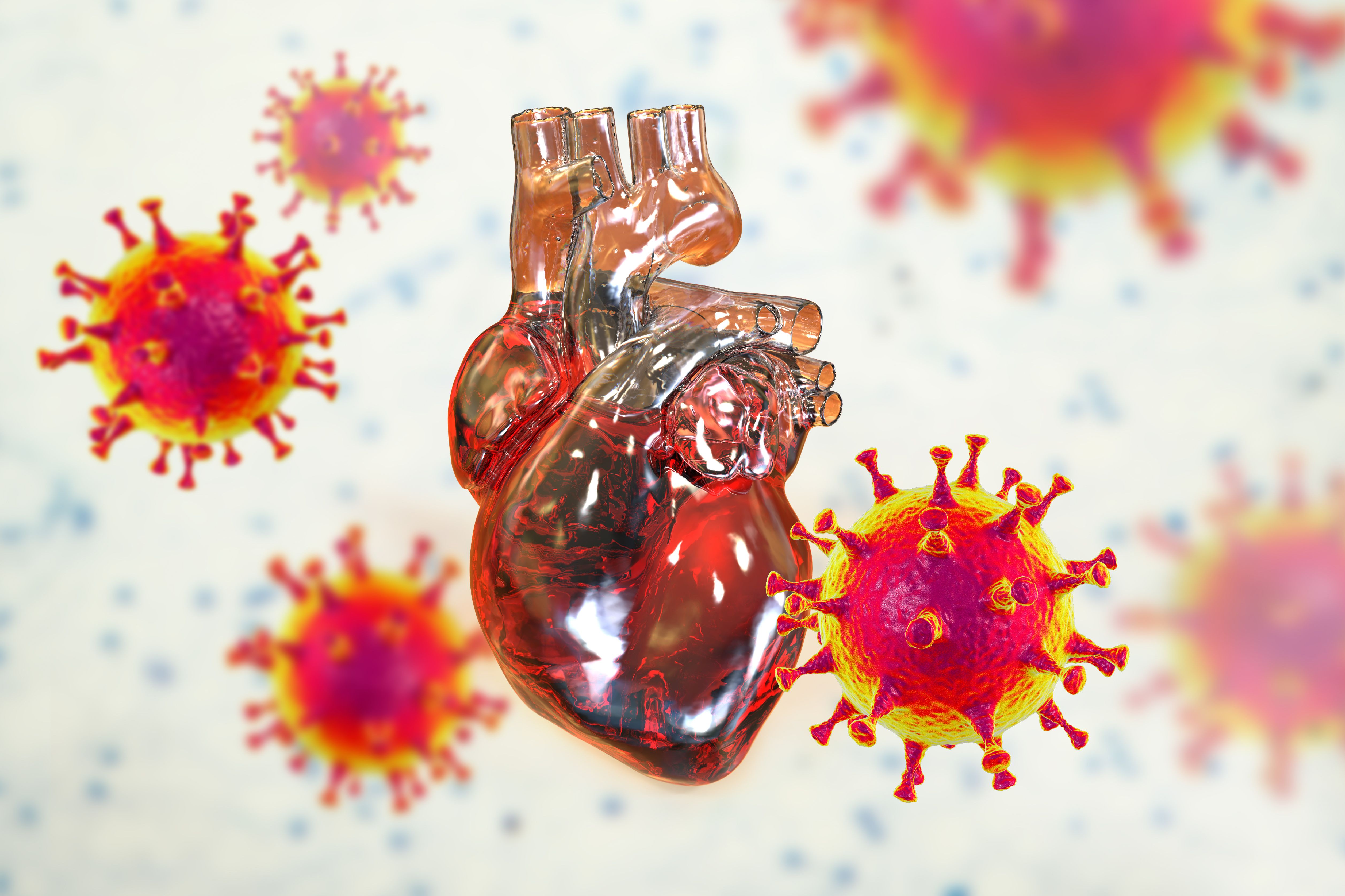 COVID-19 viruses affecting the heart, conceptual 3D illustration - Image credit: Dr_Microbe | stock.adobe.com