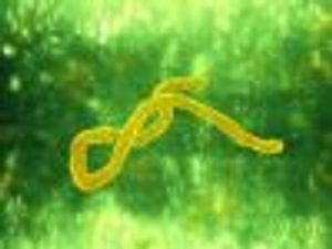 CDC Approves New Ebola Treatment Centers