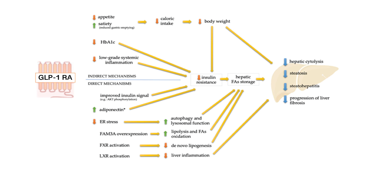 glp 1 agonist statpearls GLP-1 receptor agonists causing euglycemic ketoacidosis in patients without diabetes: a brief review Five Unexpected New Uses for