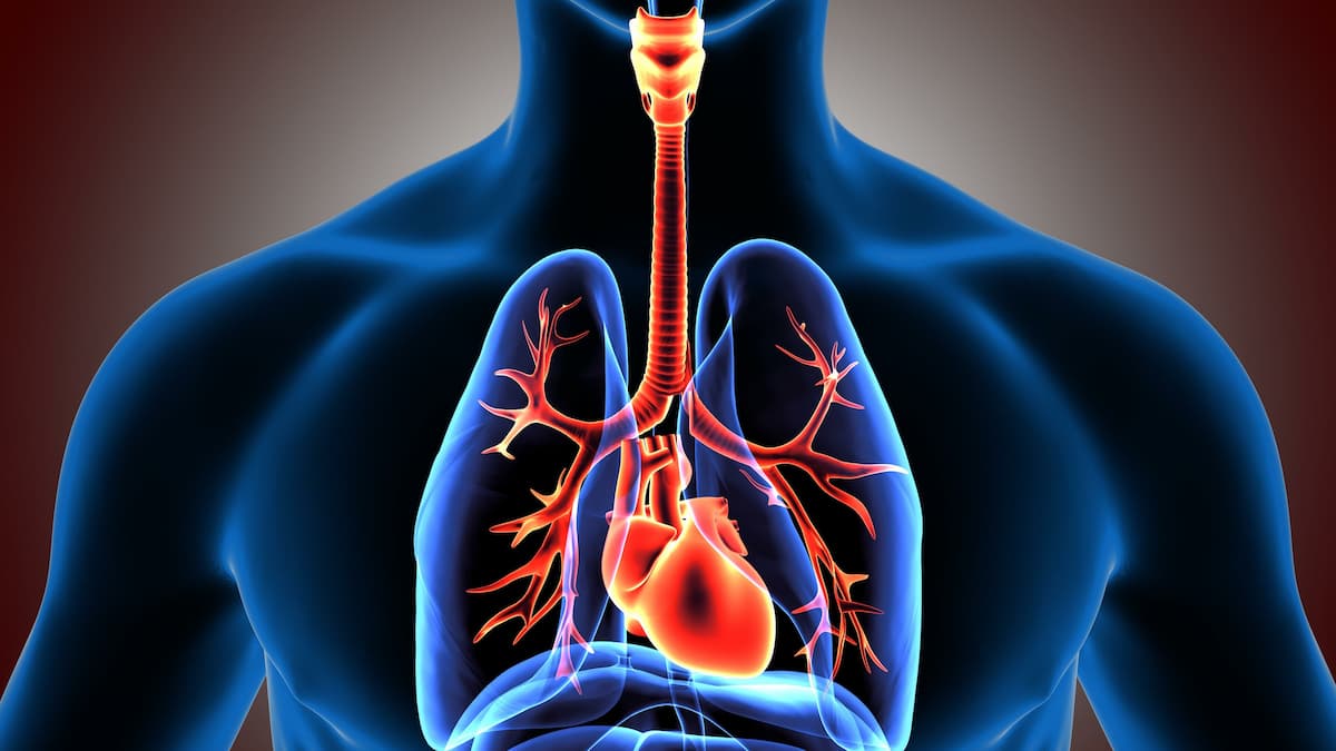 3d illustration of the heart and lung