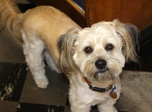 Prescriptions for Man, and Man's Best Friend