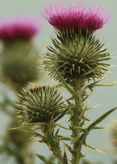 Milk Thistle Drug Interactions Milk Thistle Drug Interactions