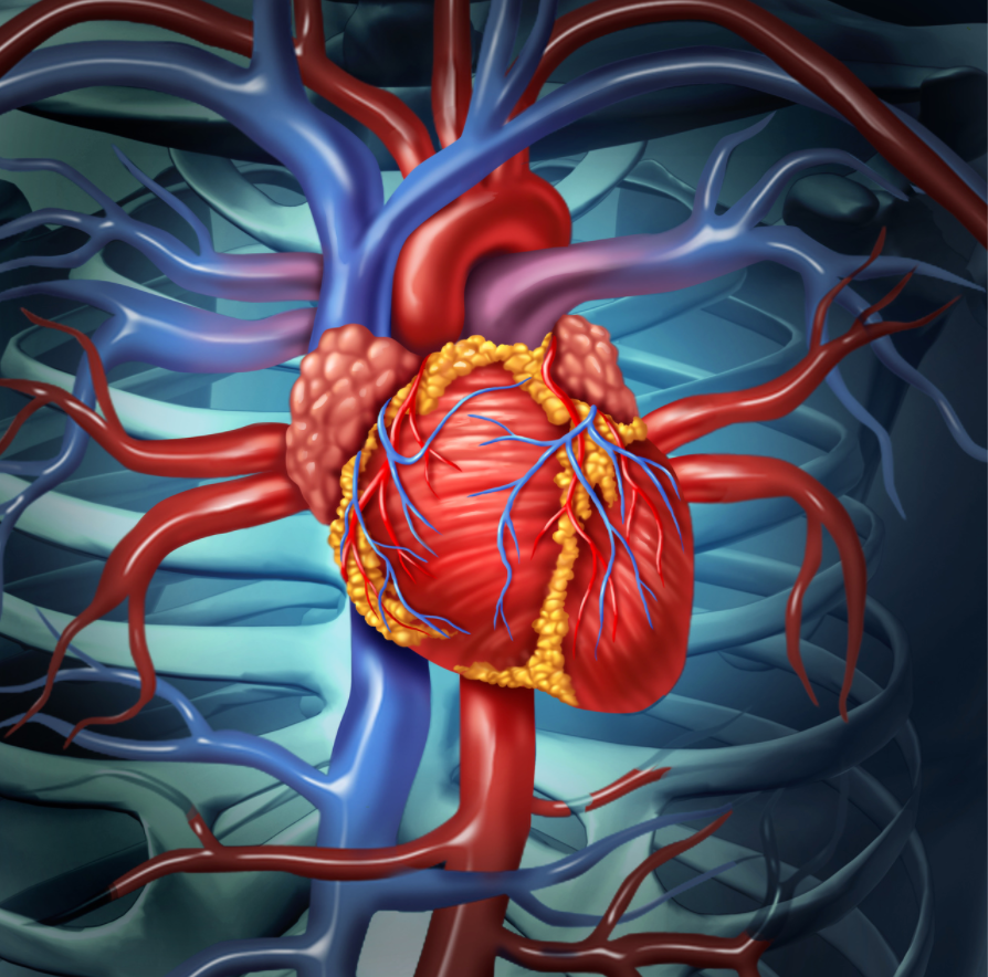 Сердце и кровеносные сосуды. Сердечно-сосудистые заболевания. Cardiovascular disease. Сердечно сосудистая система сердце. Сосудистые заболевания сердца.