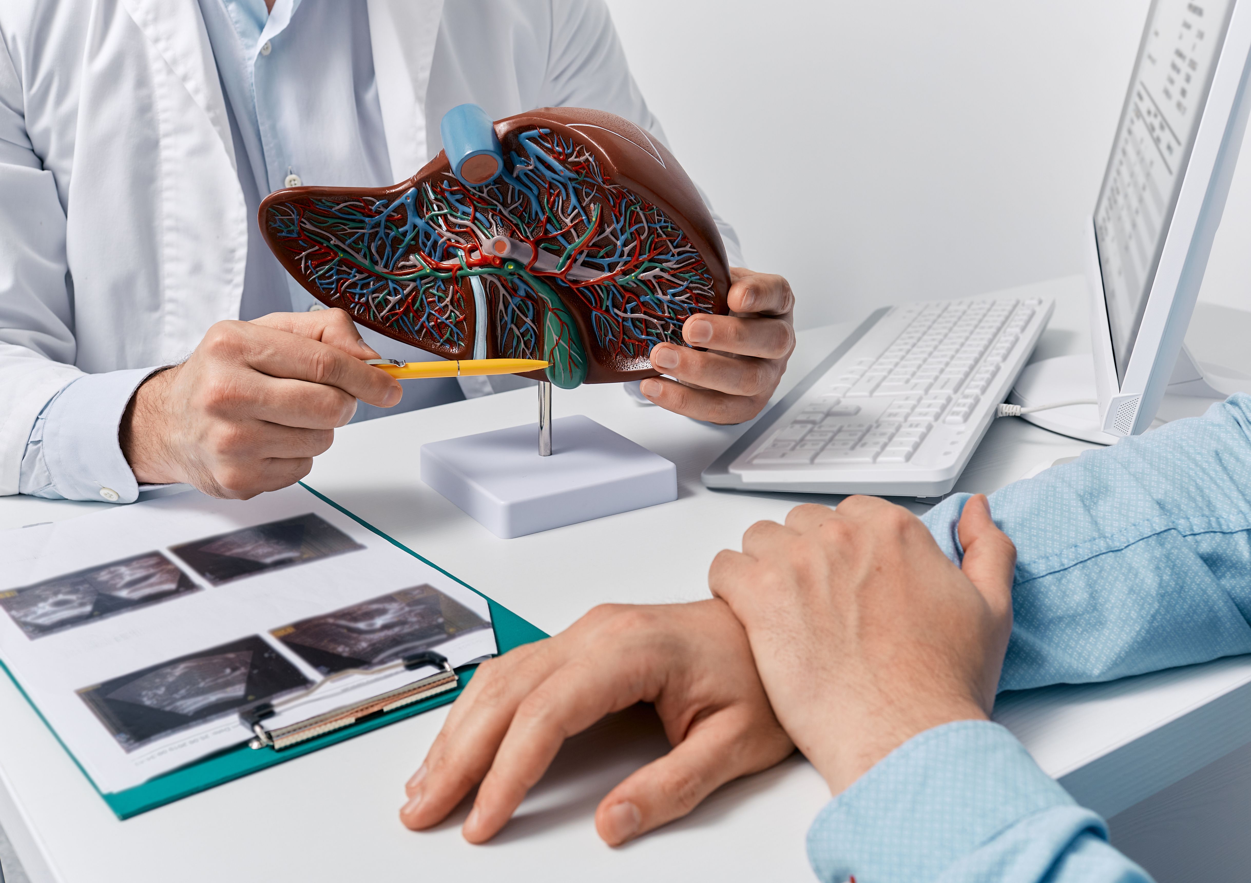 Health care professional showing patient a model of a liver -- Image credit: Peakstock | stock.adobe.com