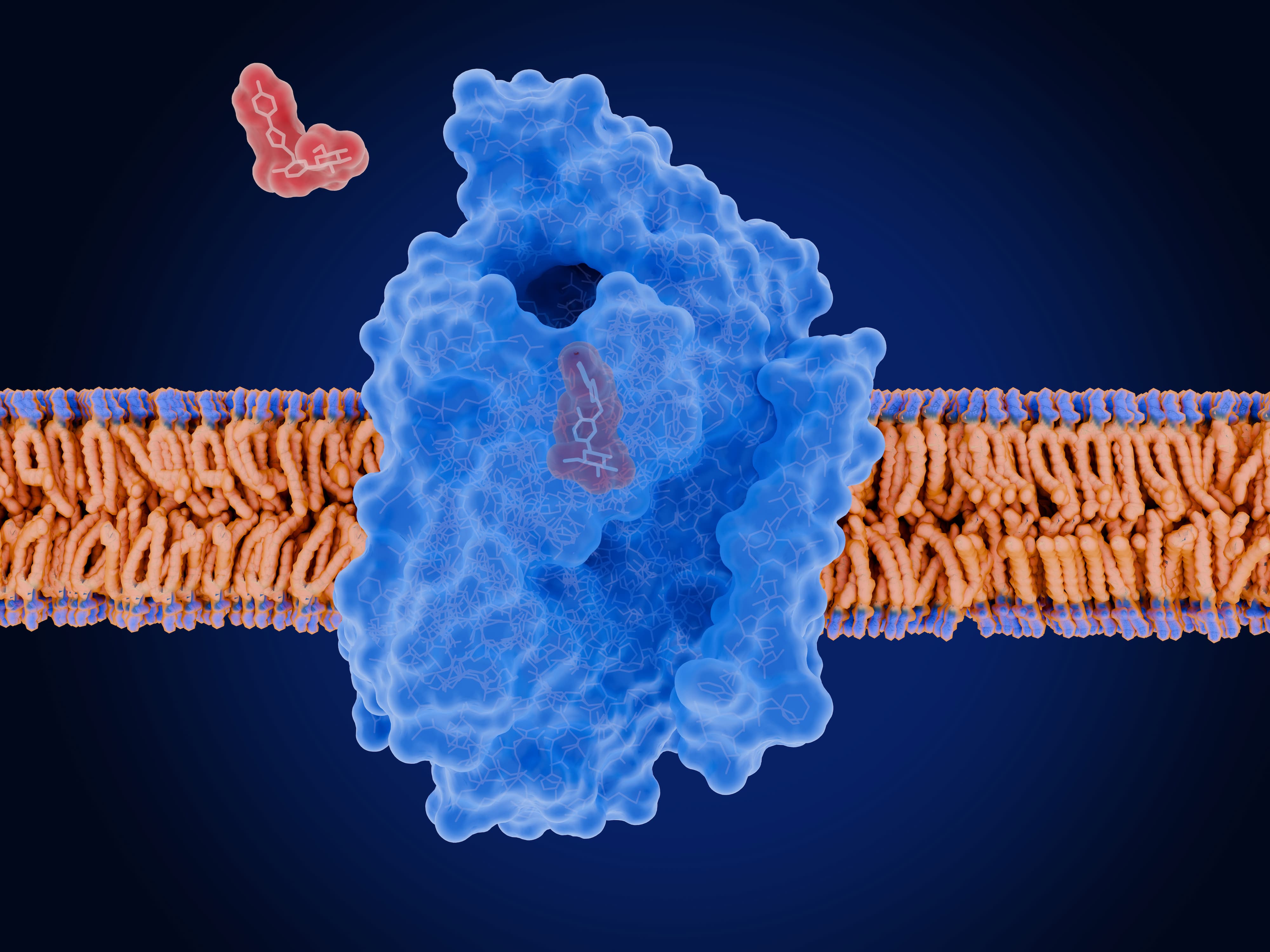Sodium-glucose cotransporter 2 (SGLT2) in complex with a inhibitor, which reduces blood glucose levels
