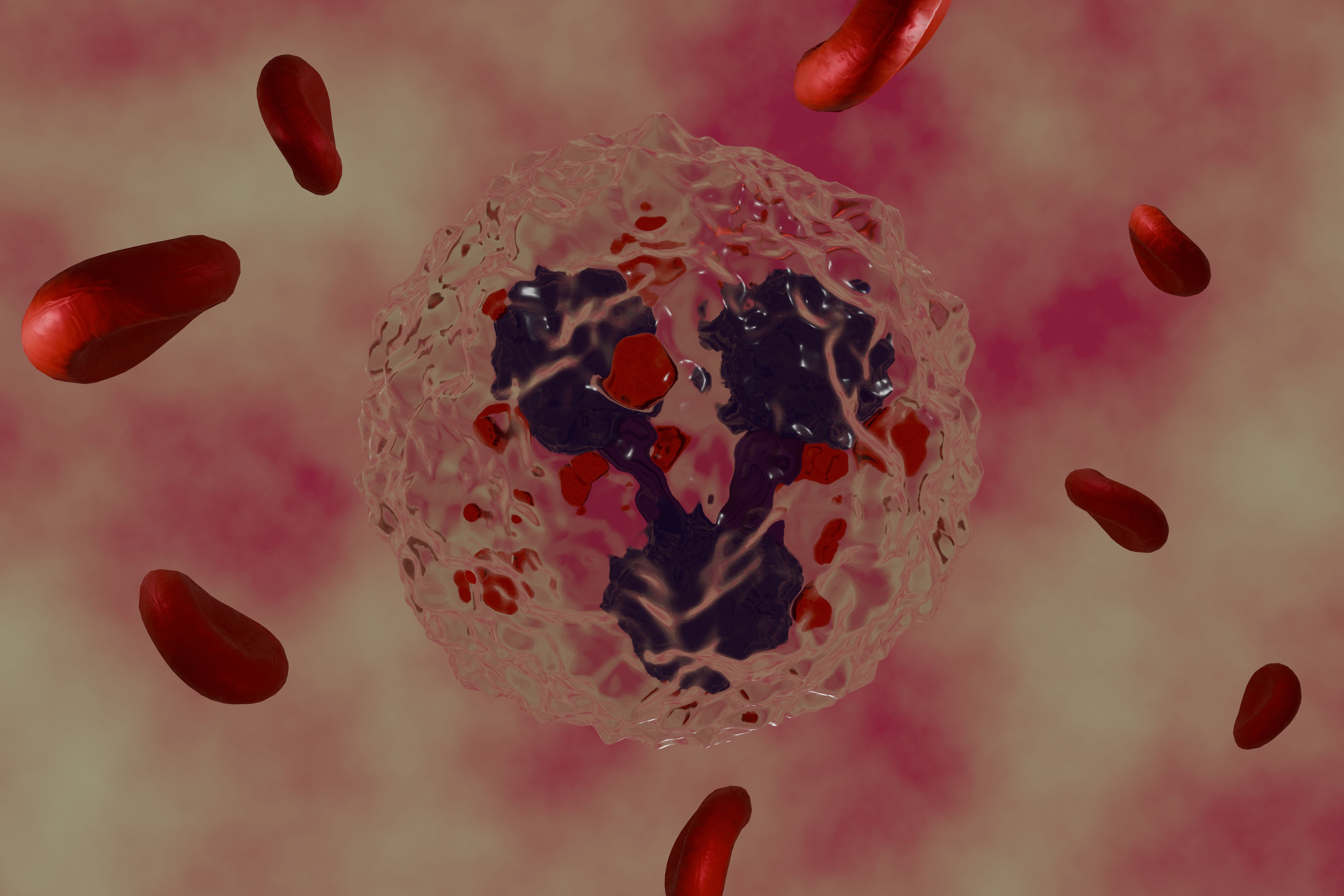 Neutrophil with red blood cells