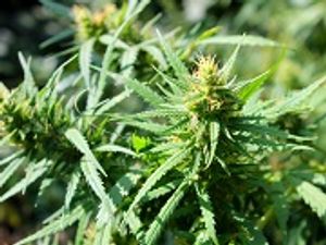 Cannabidiol May Reduce Seizures in Lennox-Gastaut Syndrome