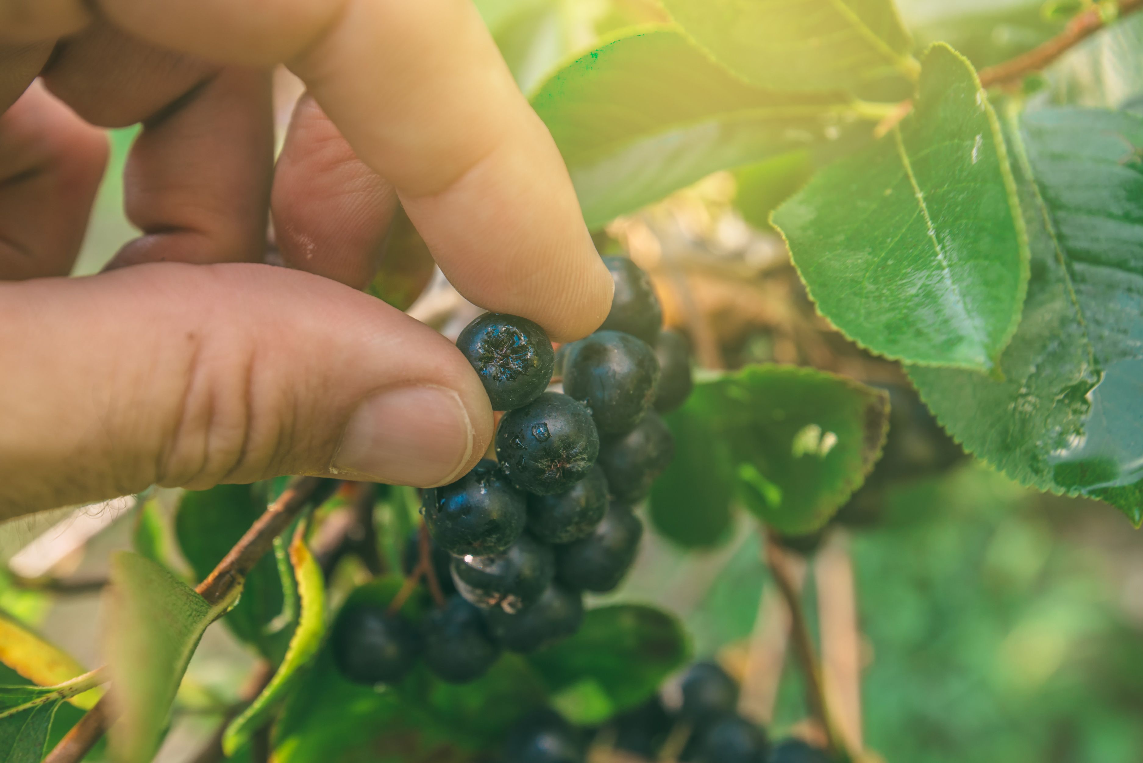 Hand picking ripe aronia berry fruit from the branch | Image Credit: Bits and Splits | stock.adobe.com