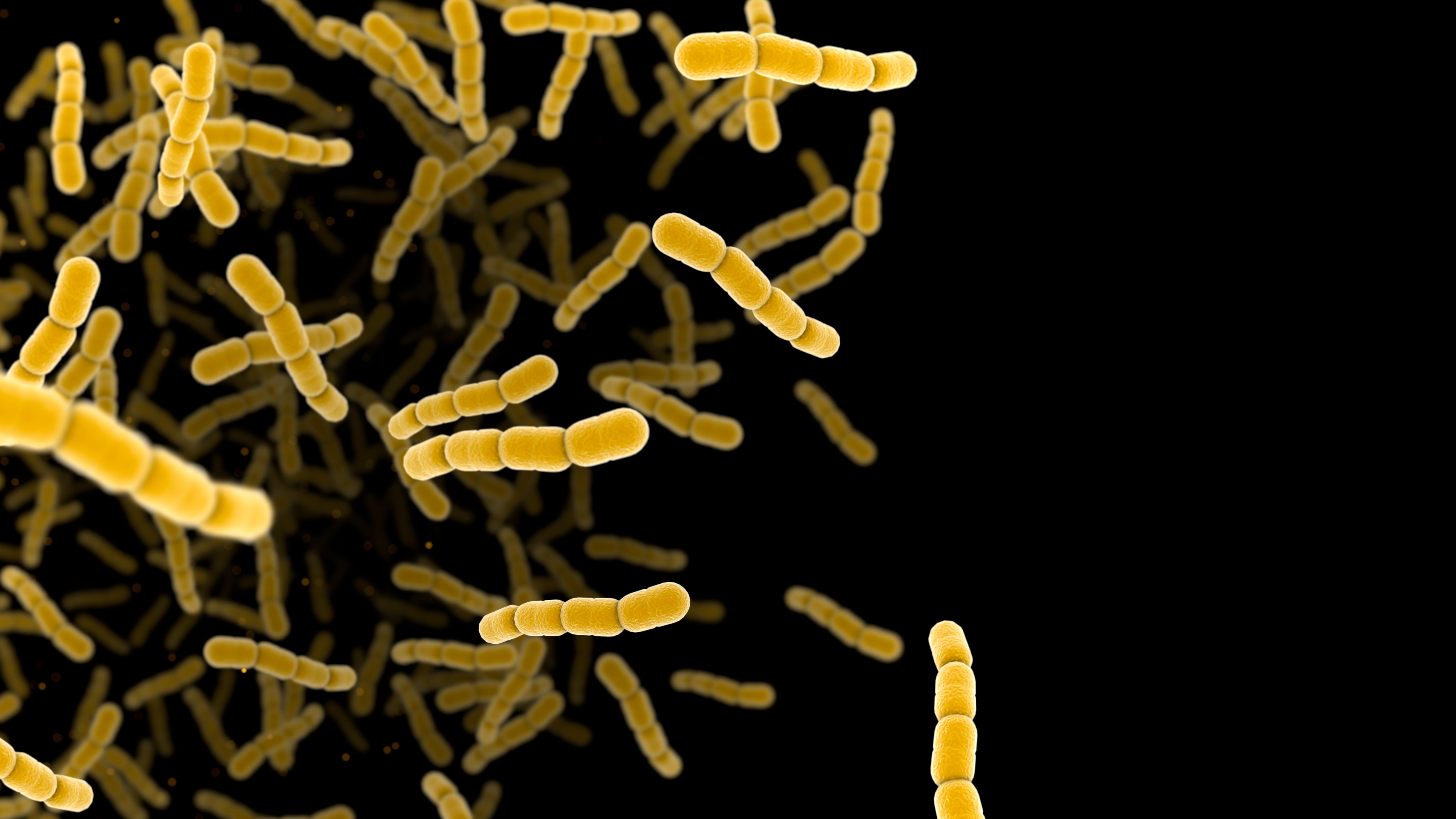 Streptococcus pneumonia bacteria cells. 3D render microscopic background with copy space - Image credit: Jezper | stock.adobe.com