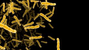 Streptococcus pneumonia bacteria cells. 3D render microscopic background with copy space - Image credit: Jezper | stock.adobe.com
