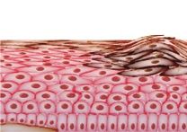 Druggable Targets for Melanoma: Skin Aquaporins