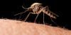 3 Exotic Diseases Pharmacists Should Know