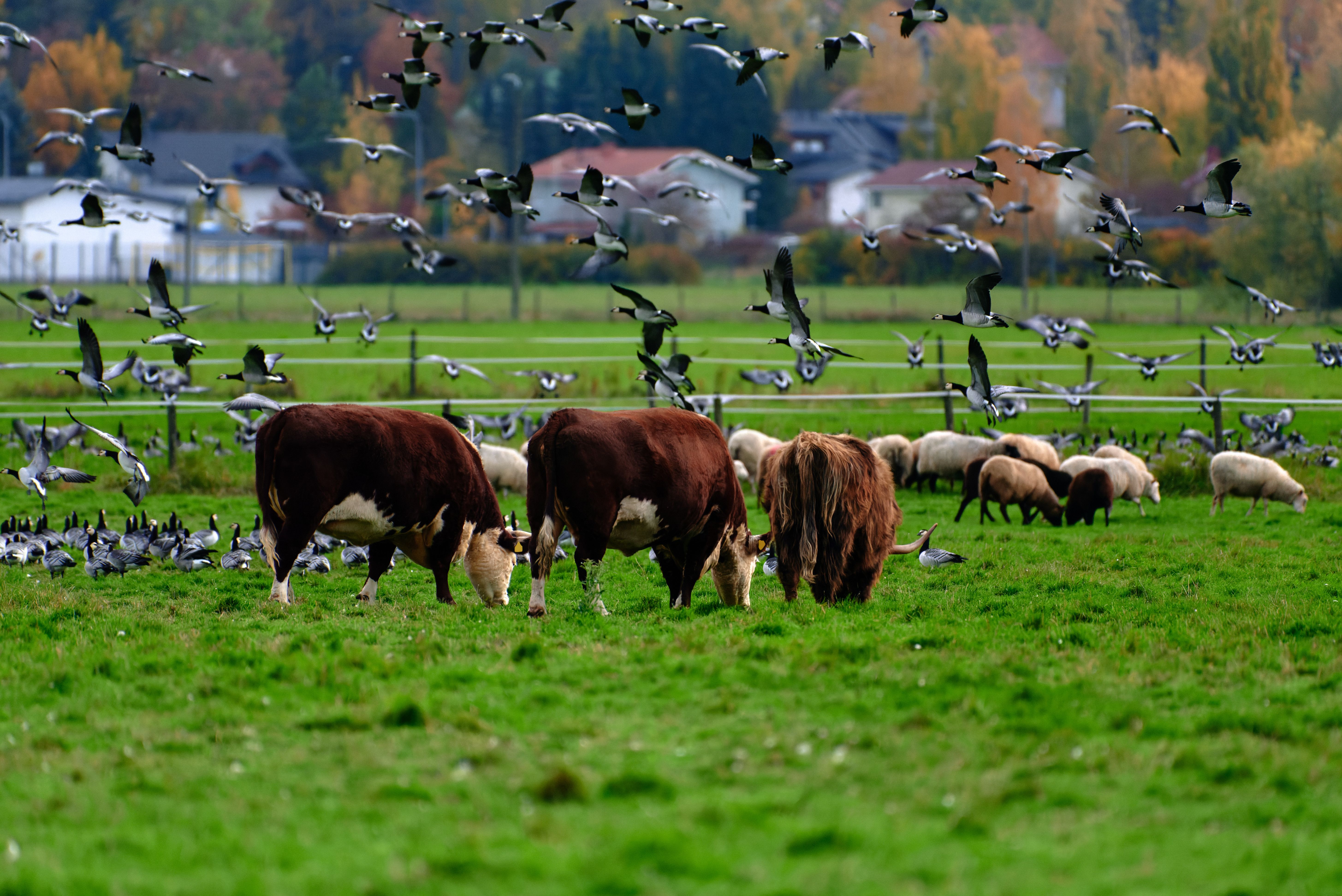 H5N1, Bird Flu, Influenza | Image credit: Mikko Palonkorpi | stock.adobe.com