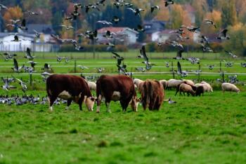H5N1, Bird Flu, Influenza | Image credit: Mikko Palonkorpi | stock.adobe.com