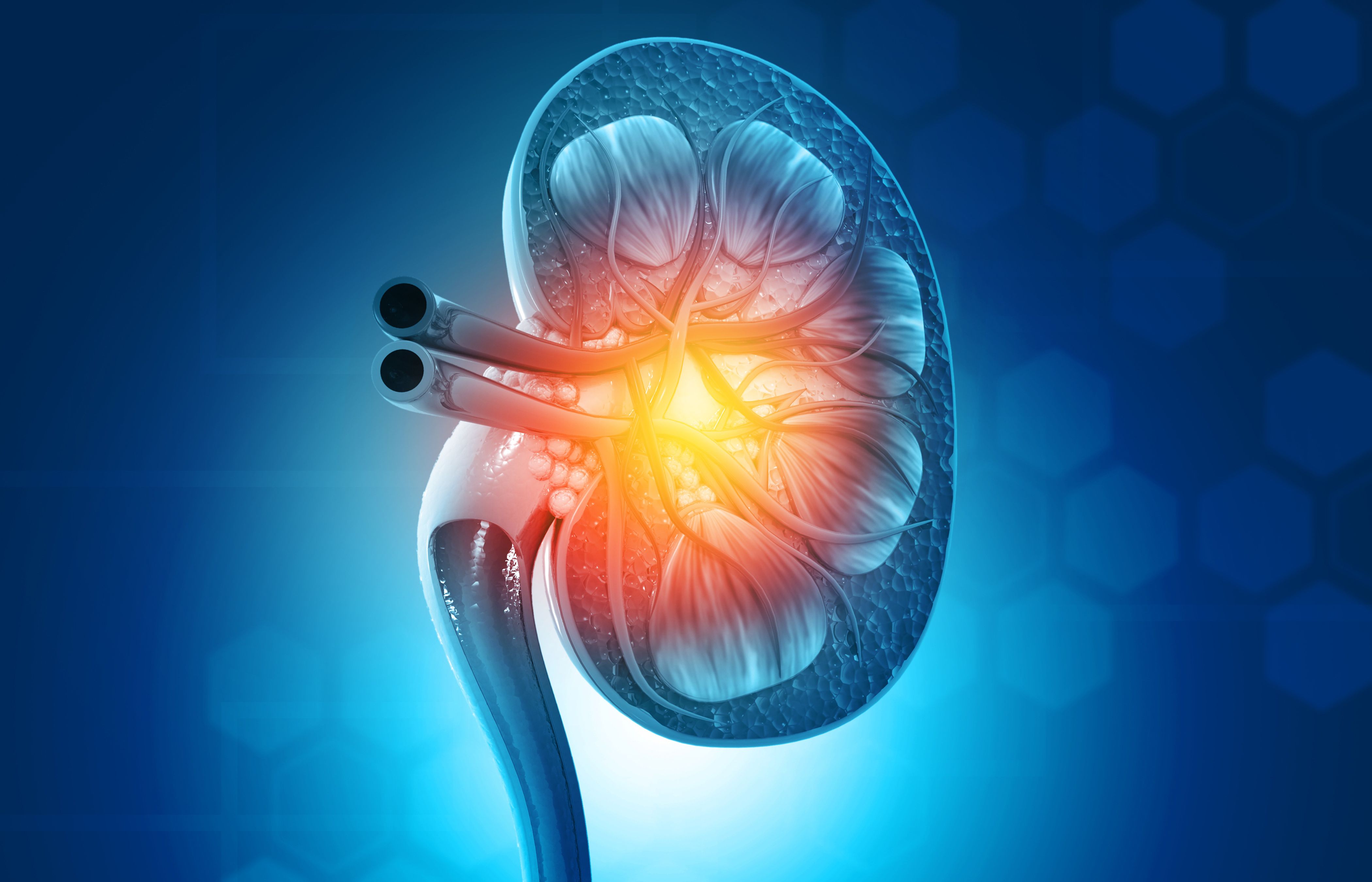 Chronic kidney disease (CKD) -- Image credit: Rasi | stock.adobe.com