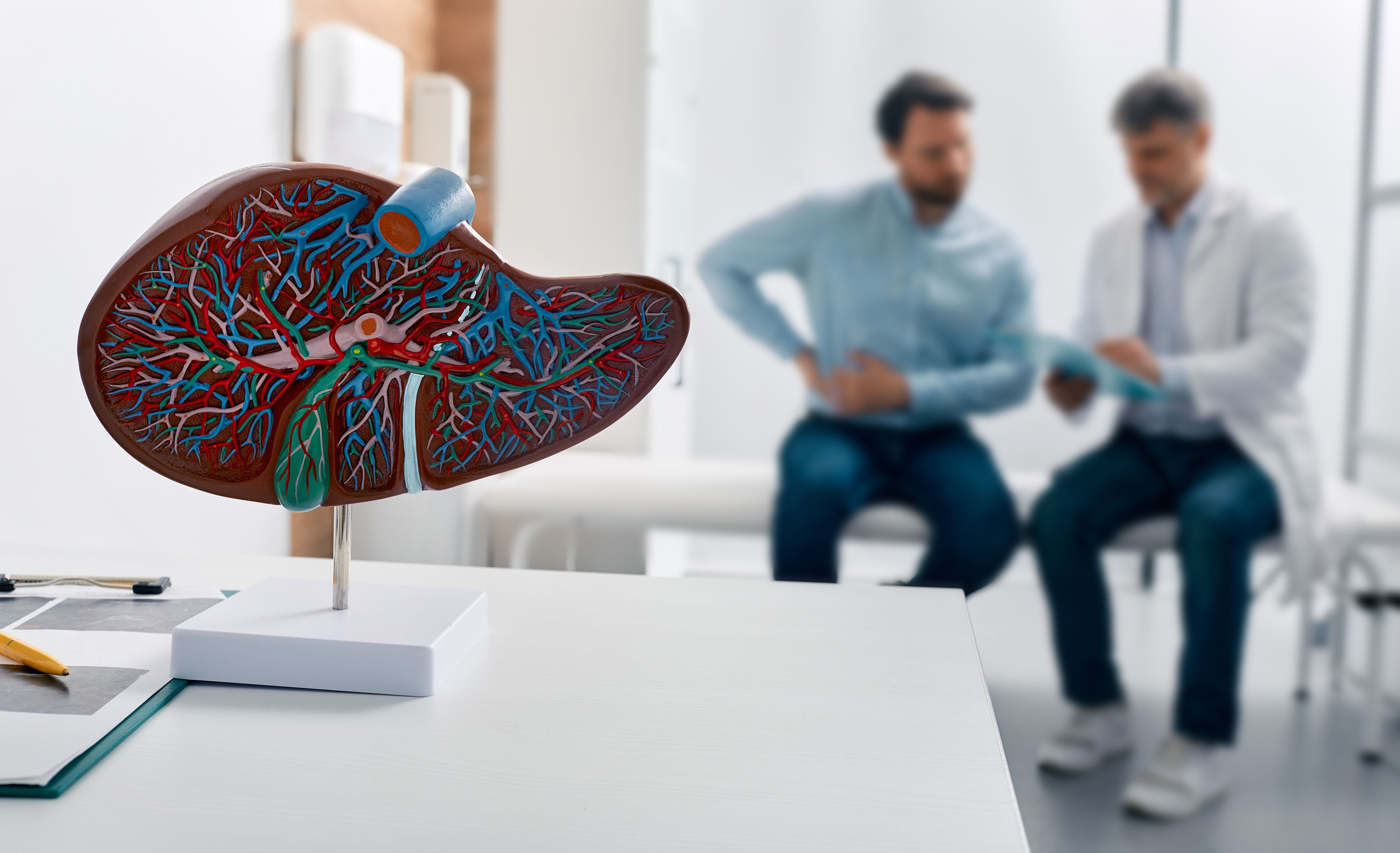 Liver anatomical model on doctor's table during hepatologist consultation for patient with side pain in background. Treatment liver diseases in medicine - Image credit: Peakstock | stock.adobe.com