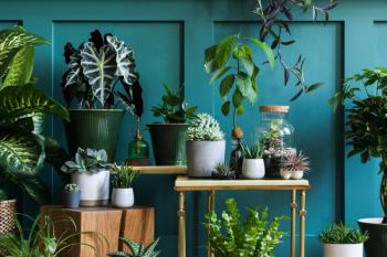 Stylish composition of home garden interior filled a lot of beautiful plants, cacti, succulents, air plant in different design pots. Green wall paneling. Template. Home gardening concept Home jungle - Image credit: FollowTheFlow | stock.adobe.com