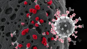 Immune evasion (pneumococci) Immunoscopic examination of the pneumococcal capsule: - Polysaccharide mantle (halo effect) obscures surface proteins - Complement C3b proteins (red) fail to clear 