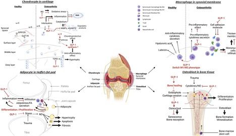 Five Unexpected New Uses for GLP-1 Receptor Agonists | Pharmacy Times