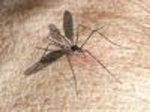 Smart Trap Could Lower Spread of Zika, West Nile Mosquitoes