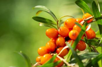 Sea buckthorn berries -- Image credit: Nitr | stock.adobe.com