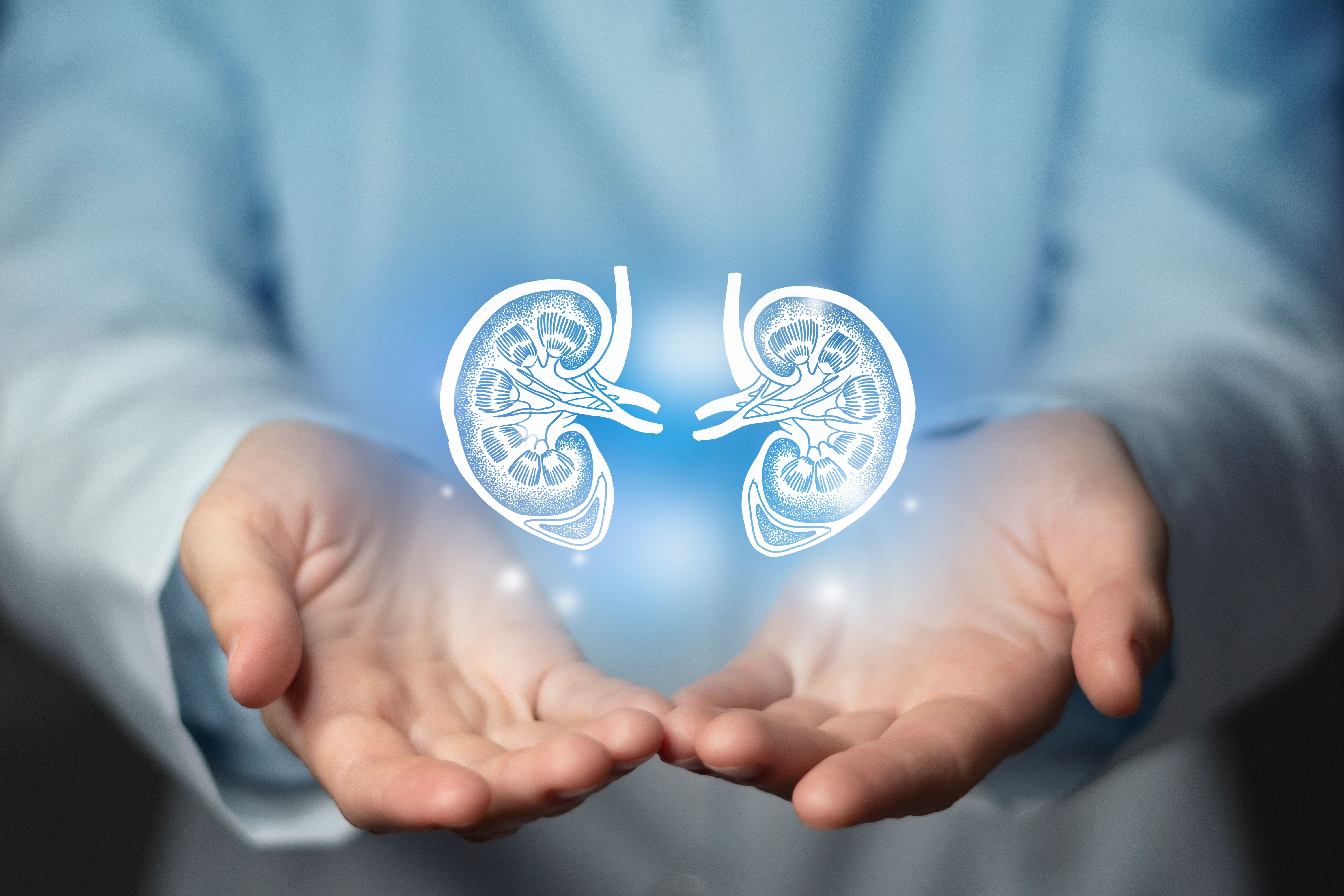 esthetic handdrawn highlighted illustration of human kidney. | Image Credit: mi_viri - stock.adobe.com