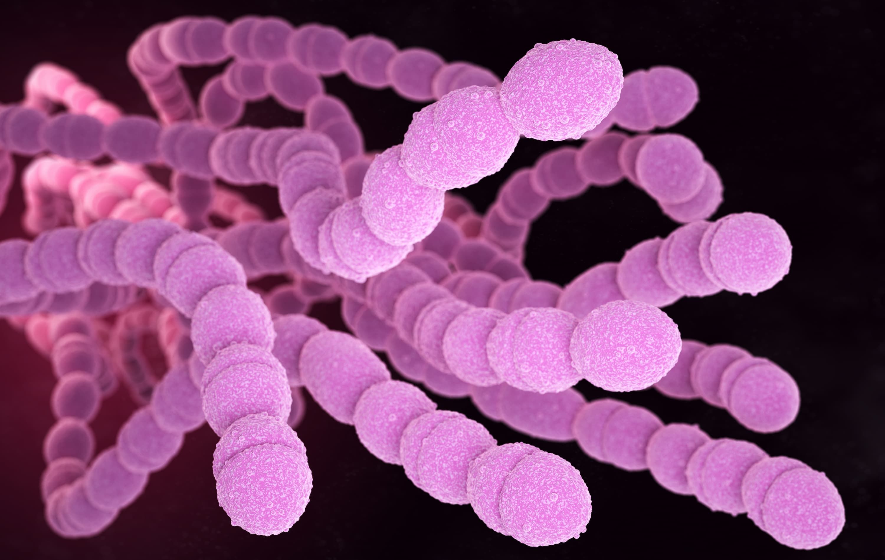 Streptococcus Pneumoniae Bacteria Streptococcus Pneumoniae Bacteria