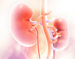 Rosuvastatin Linked to Signs of Kidney Damage