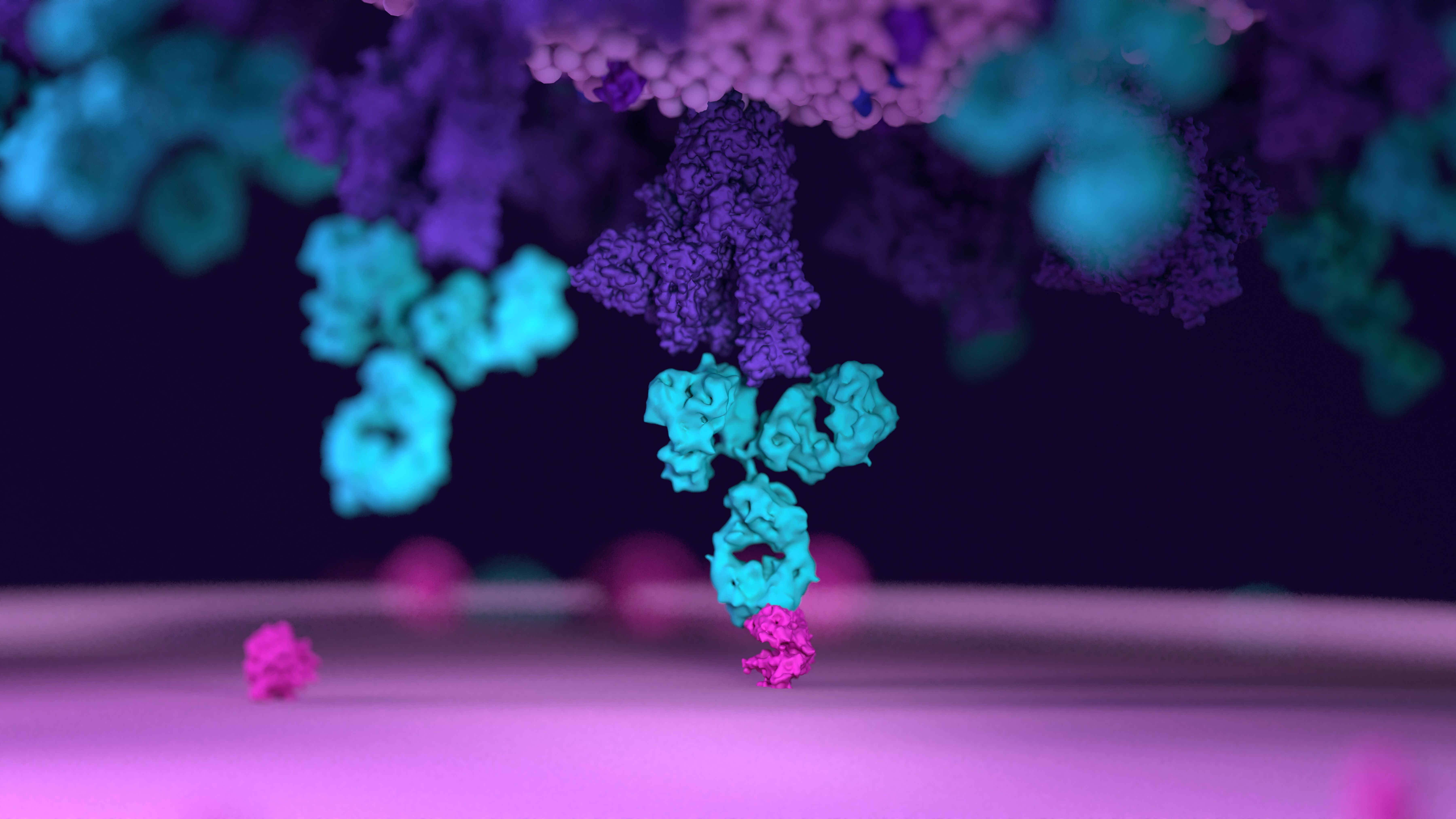 Antibodies work to neutralize SARS-CoV-2 by binding to the S protein and blocking entry (ACE2) into a host cells