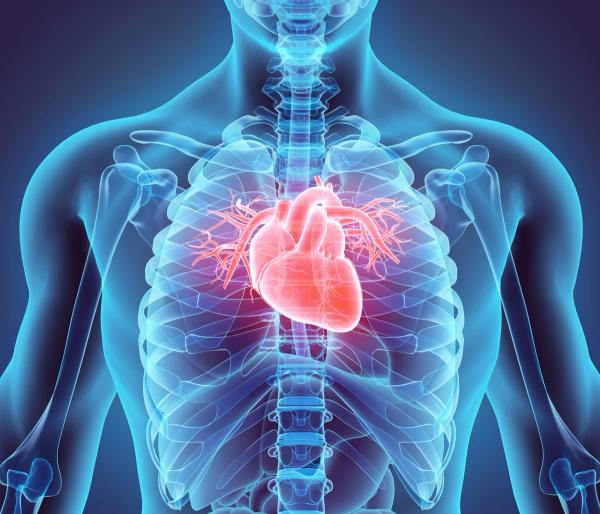 X-ray scan of heart -- Image credit: yodiyim | stock.adobe.com